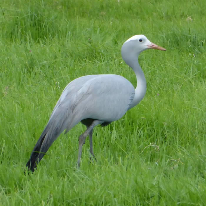 blue crane