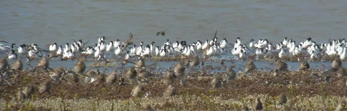 avocets and godwits, Breydon Water.