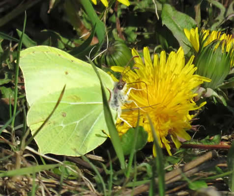 brimstone on dandelion ( Derek Longe)