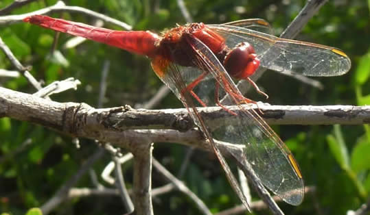 Broad scarlet