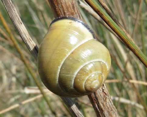 brown-lipped snail Cepaea nemoralis