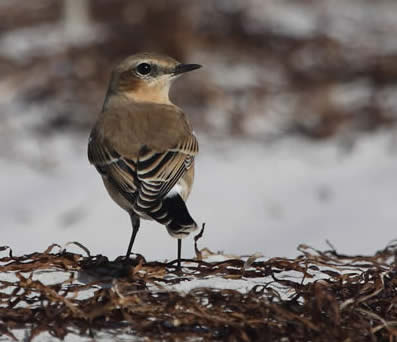 Wheatear (Christopher Hall)