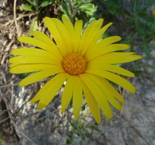 rock marigold - Calendula suffruticosa