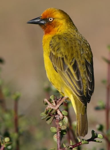 Cape weaver