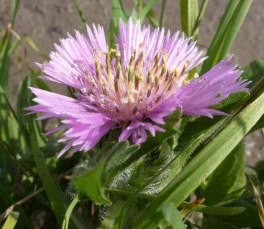 Centaurea pullata