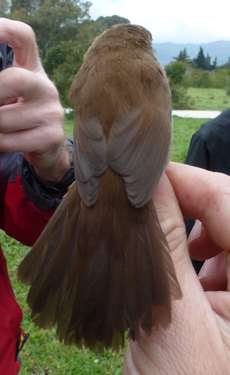 Cetti's warbler