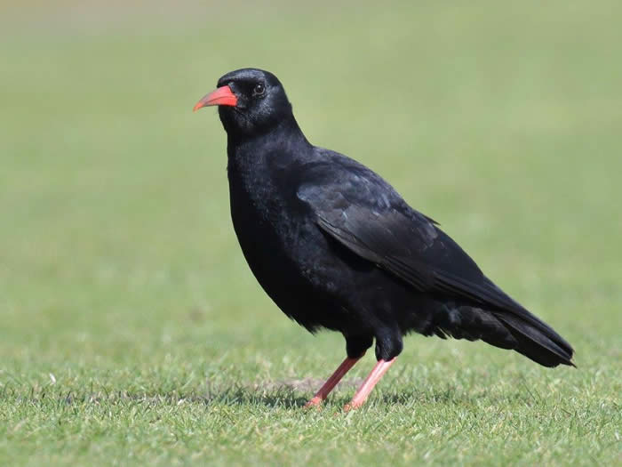 Chough (Rob Carr)