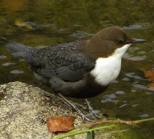 dipper