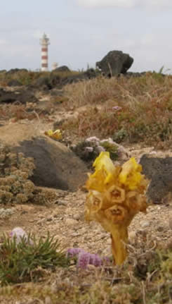 Cistanche phelypaea and Tostón lighthouse