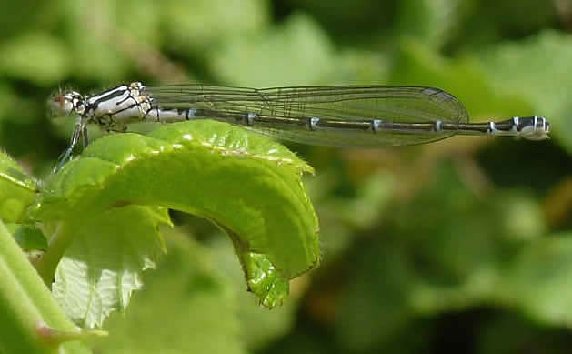 Cretan Bluet Coenagrion intermedium