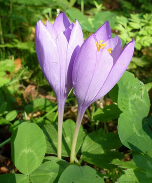 Colchicum autumnale - autumn crocus