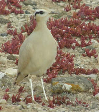 Cream-coloured courser