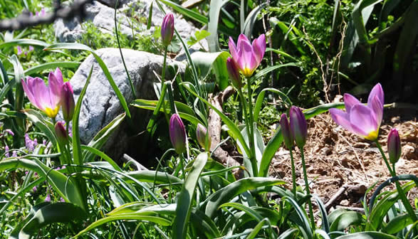 tulips, Omalos plateau