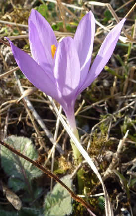 crocus nudiflorus