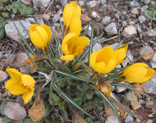 Crocus olivieri