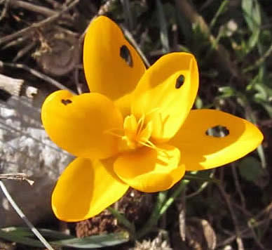 Crocus olivieri