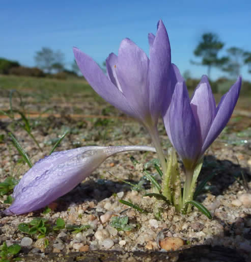 Crocus serotinus