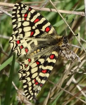 Spanish festoon