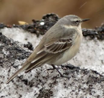 water pipit