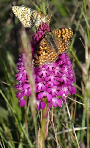 pyramidal orchid and knapweed fritillary