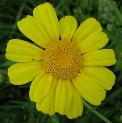 Crown daisy var. coronarium