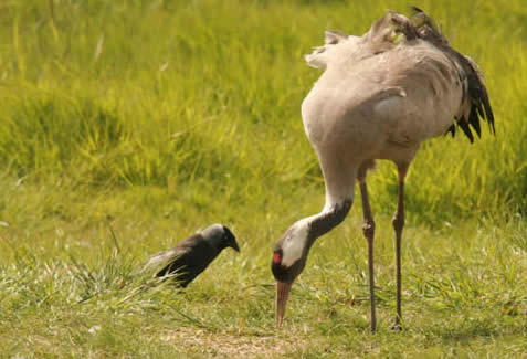 feeding on grain at Horsey