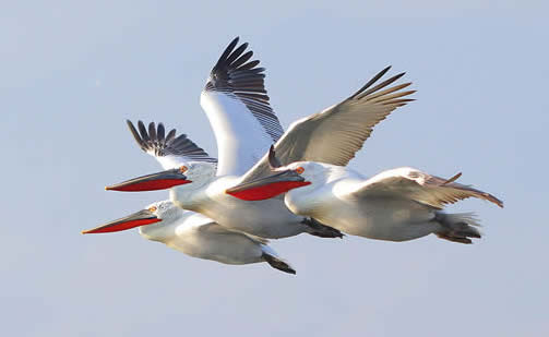 Dalmatian pelicans by Dimiter Georgiev