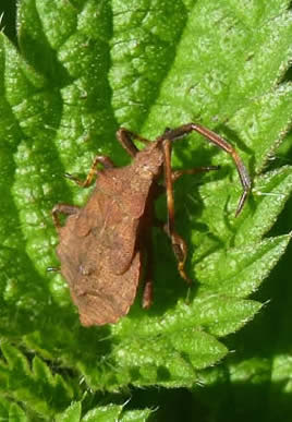 dock bug, late instar