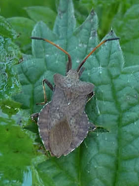 dock bug, adult