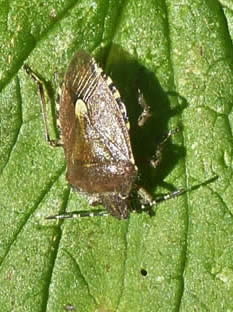 Hairy shieldbug