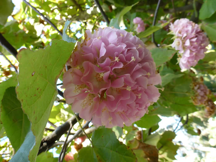 Dombeya × cayeuxii Tropical hydrangea