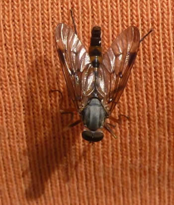 Downlooker snipefly Rhagio scolopaceus