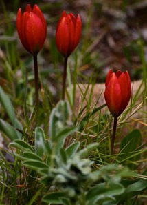 Tulipa goulimyi