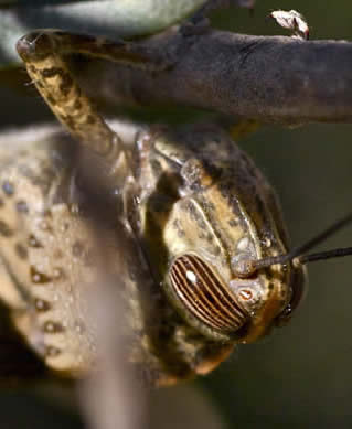 Egyptian grashopper