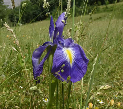 English iris