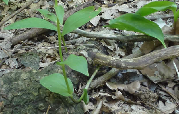 Epipactis persica