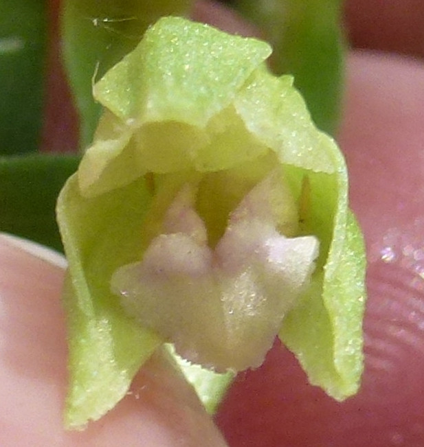 Epipactis persica