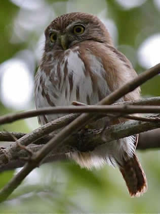 ferruginous pygmy owl