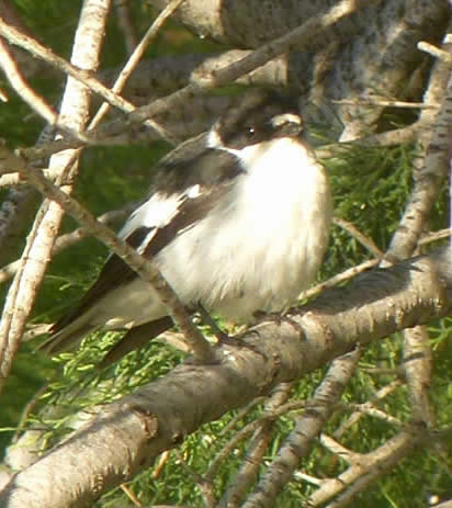 semi-collared flycatcher