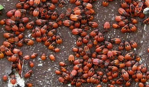 firebugs, adults and nymphs