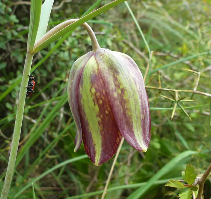 Fritillaria messanensis