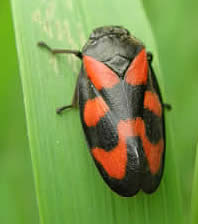 Froghopper Cercopis vulnerata