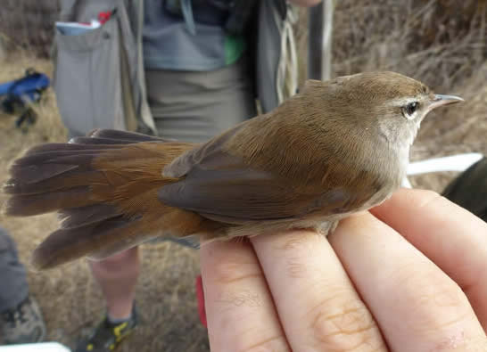 Cetti's warbler