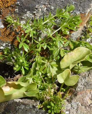 Galium verticilliatum