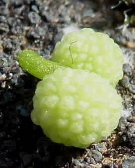 Galium verticilliatum seeds