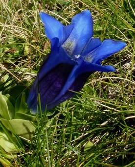 Gentiana alpina