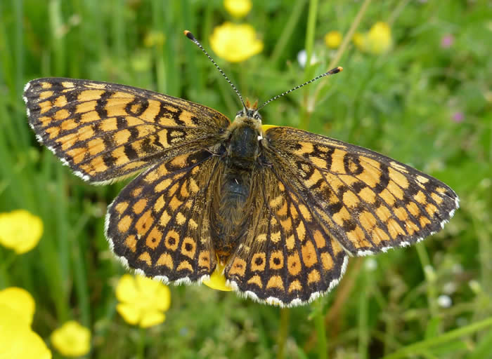 Glanville fritillary