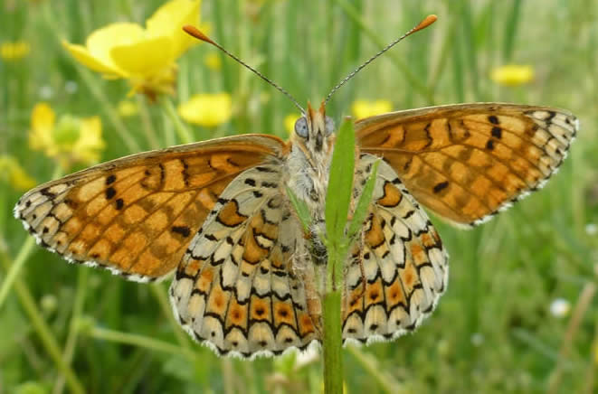 Glanville fritllary underside