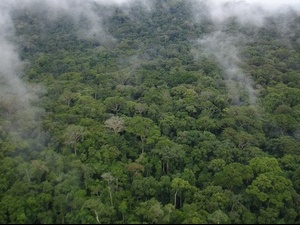 Gola Rainforest