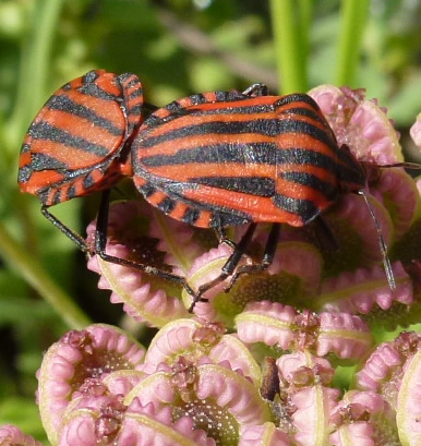 Graphosoma italicum